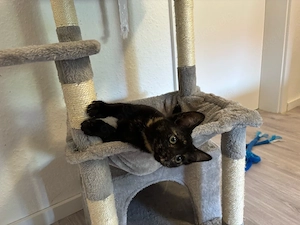Zwei liebe Geschwister-Kitten suchen dringend ein liebevolles Zuhause
