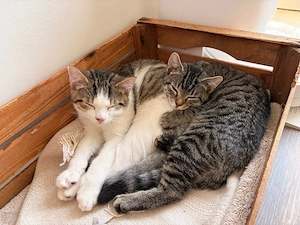 2 liebevolle Baby Katzen abzugeben