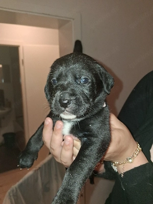 Labrador x Presa Canario welpen