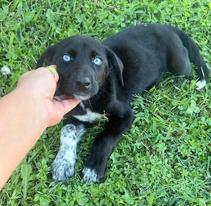 Ein Blickfang pur   das ist Hundekind Mila