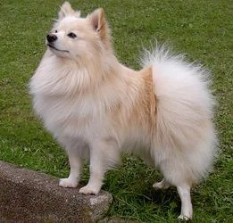 Spitz Rüde 