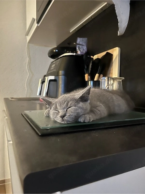    Liebevoller BKH Kater sucht ein neues Zuhause   