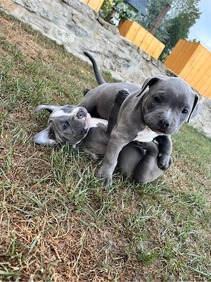 American BullyXL   Mischling Welpen 