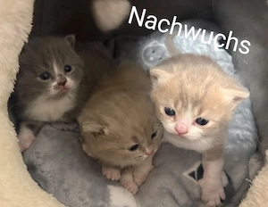 Deckkater BKH in Lilac, Reinrassig Bild 3