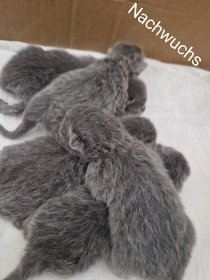 Deckkater BKH in Lilac, Reinrassig Bild 5