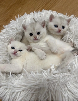 Britisch Kurzhaar *bkh* kitten golden silver shaded tabby zu verkaufen!
