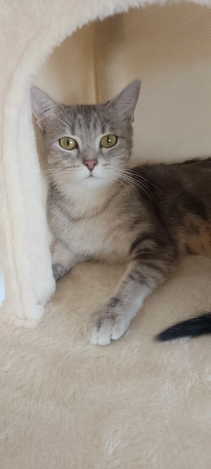 Britisch kurzhaar Kitten