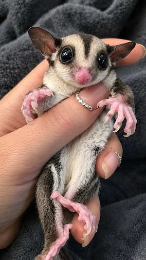 Sugar Glider Joys Jungtiere