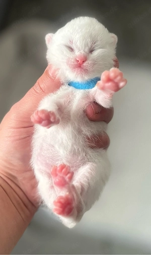 Bkh kitten britisch Kurzhaar 