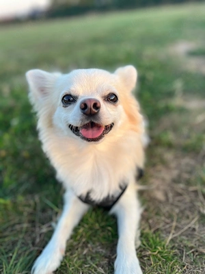Zwergspitz Chihuahua (5 Jahre) sucht neues Zuhause!