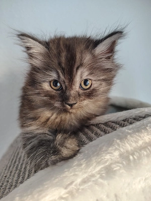 BLH Ragdoll Katze Kitten Britisch Langhaar 