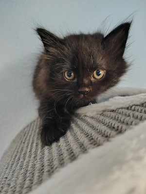 BLH Ragdoll Katze Kitten Britisch Langhaar 
