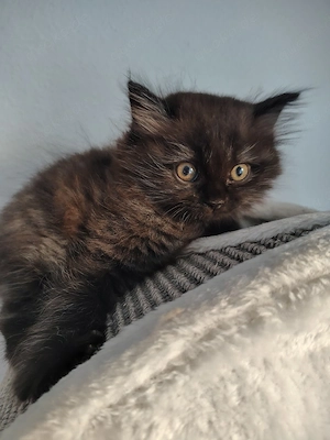 BLH Ragdoll Kitten Kater Britisch Langhaar 