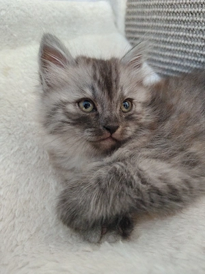 BLH Ragdoll Kitten Katze Kätzchen Britisch Langhaar 