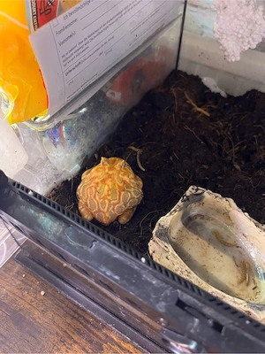 schmuckhornfrosch männlich 