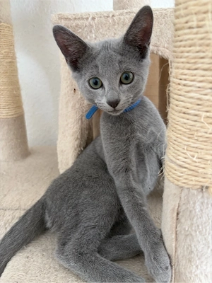 Russisch Blau Kitten