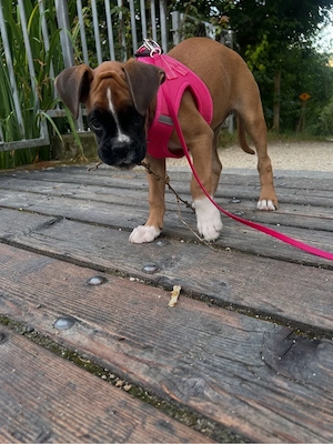    Lernen Sie diese wunderschöne Boxer-Hündin kennen!   