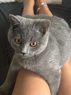zwei Kater