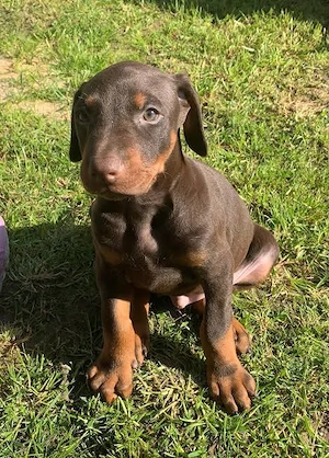 Doberman welpen (Rüden und Hündinnen) abzugeben