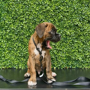    12 Wochen alter Boxer-Rüde sucht sein Zuhause für immer!   