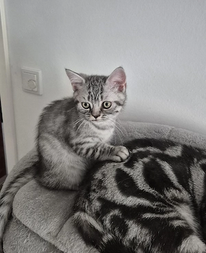 BKH Kitten
