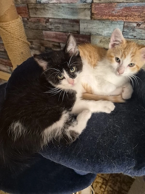 Maine Coon Mix Kitten 