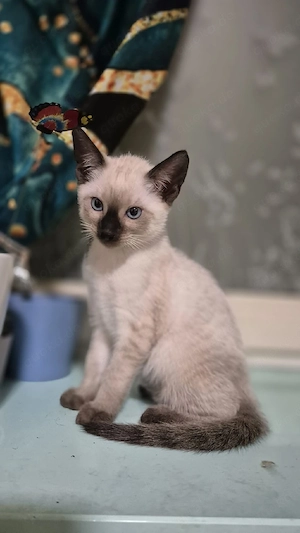 Wunderschöner Siam Kitten 