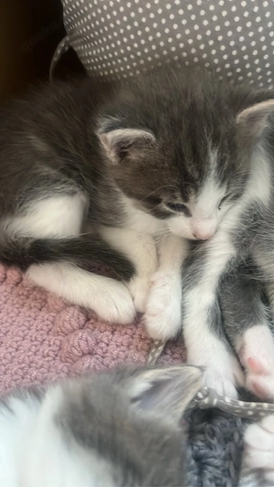 Main Coon Kitten