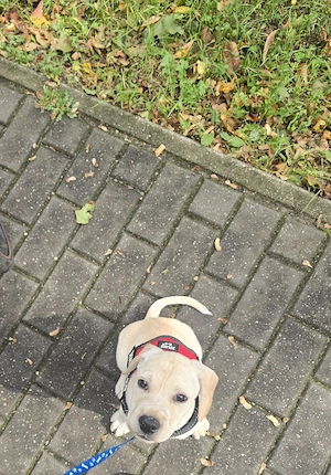 Welpen Rüde