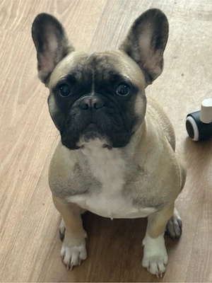 Französische Bulldogge