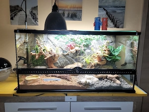 Leopardgeckos incl. Terrarium und Zubehör