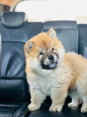 Chow-Chow-Welpen suchen ein liebevolles Zuhause!