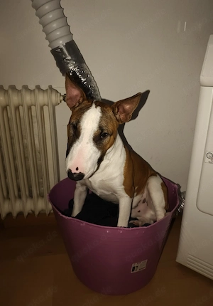    Loki sucht sein Für-immer-Zuhause   