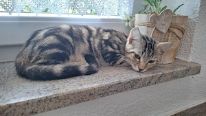 Hauskatzen