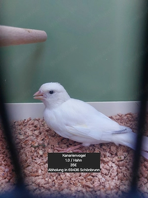 Kanarienvogel 1.0 aus Außenvoliere