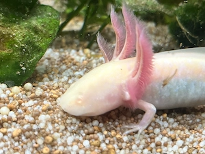 Axolotl verschiedene Farben Ambystoma Mexicanum