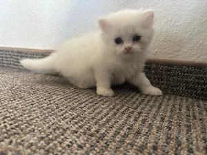 BLH Kitten