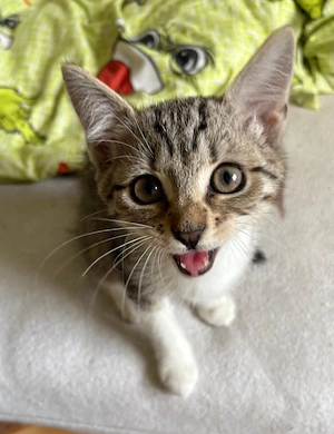 Süßes Katzenbaby (Mädchen) sucht liebevolles Zuhause