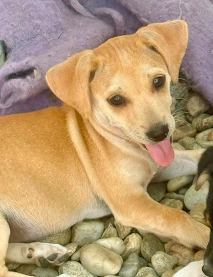 Cherie möchte ihr kleines Hundeherz verschenken 