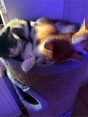 Katzenbabys abzugeben