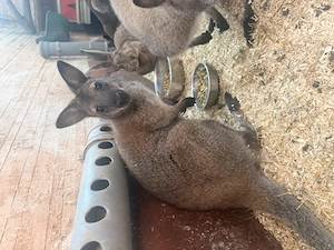Wallaby Jungbock   Jungtier aus 2026  