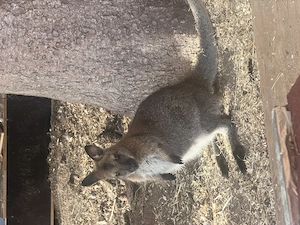 Junges Wallaby-Weibchen aus 2026 abzugeben