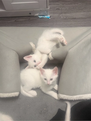 weiße kitten (männlich)