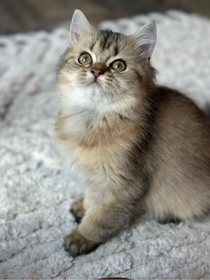 BLH Edelmix-Kitten abgabebereit Bild 3