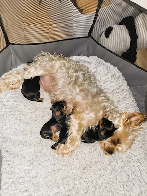 Mini Yorkshire Terrier Welpen suchen ein schönes Zuhause 