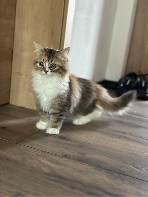 BLH Edelmix-Kitten abgabebereit Bild 7