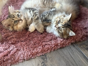 BLH Edelmix-Kitten abgabebereit Bild 5