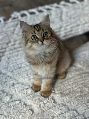 BLH Edelmix-Kitten abgabebereit Bild 8