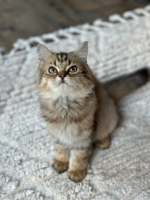 BLH Edelmix-Kitten abgabebereit