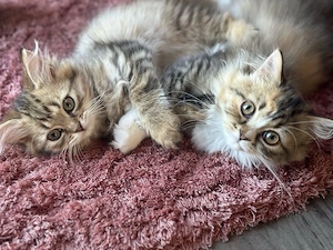 BLH Edelmix-Kitten abgabebereit Bild 6